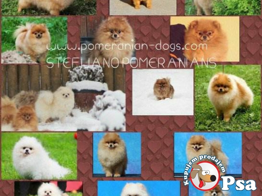 Pomeranac Boo stenci